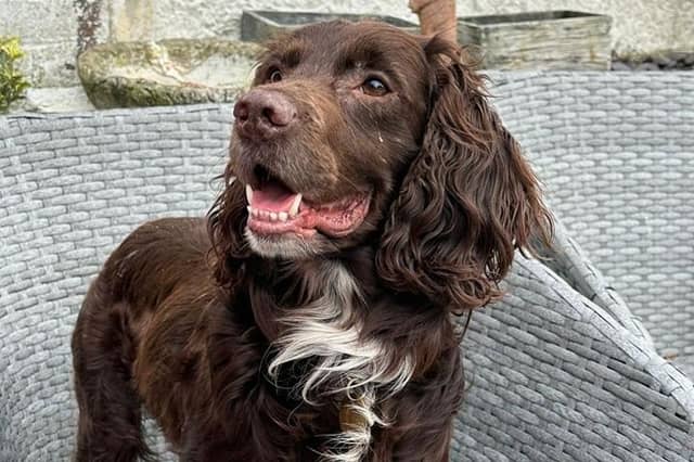 Barney is looking for a foster carer, ideally with a view to adopt him. Arundawn Dog Rescue said he is a young and active Springer cross Cocker Spaniel, with a strong 'working' drive. He may be a failed working dog or just has a massive natural instinct, so he will need a very active home and would enjoy taking part in agility, obedient or scent training. He is good with other dogs but cannot live with cats or children.