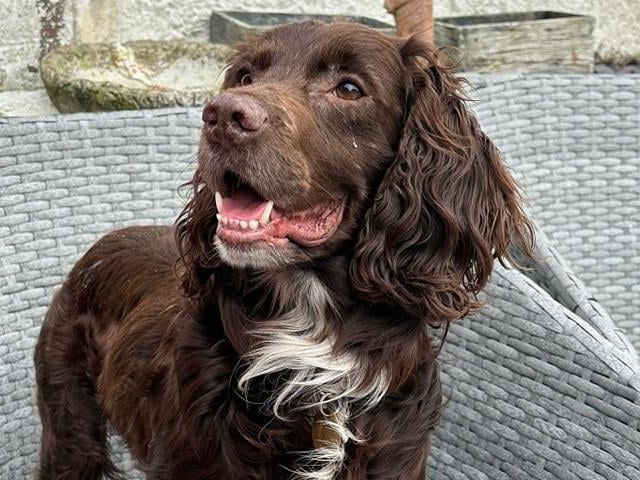 Barney is looking for a foster carer, ideally with a view to adopt him. Arundawn Dog Rescue said he is a young and active Springer cross Cocker Spaniel, with a strong 'working' drive. He may be a failed working dog or just has a massive natural instinct, so he will need a very active home and would enjoy taking part in agility, obedient or scent training. He is good with other dogs but cannot live with cats or children.