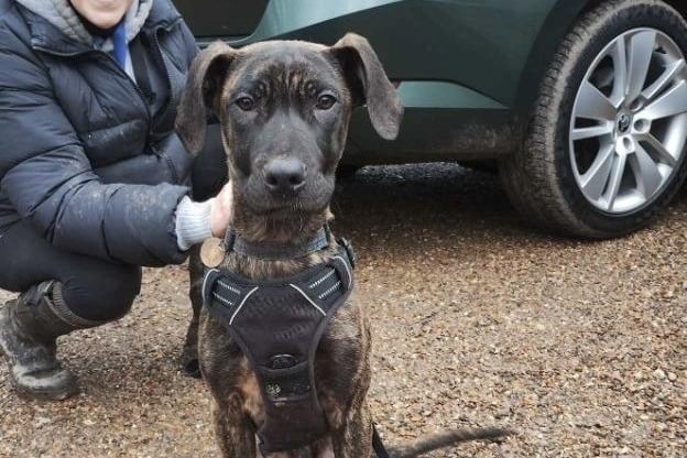 Gavin is another young pup at the rescue. According to Rescue Remedies, Gavin is a very sweet and loving dog who is easy on the lead and a joy to walk. He is timid in his kennel, but he loves the company of other dogs as they give him confidence.