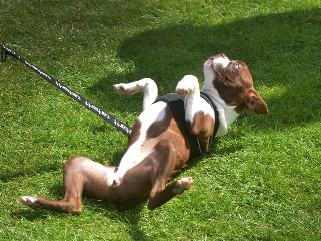 Bexhill Horse & Dog Show 2024.