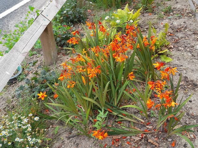 Raingardens are the Tarring Flood Action Group's cost-effective solution to flood risk in Rectory Road that were completed in December 2020