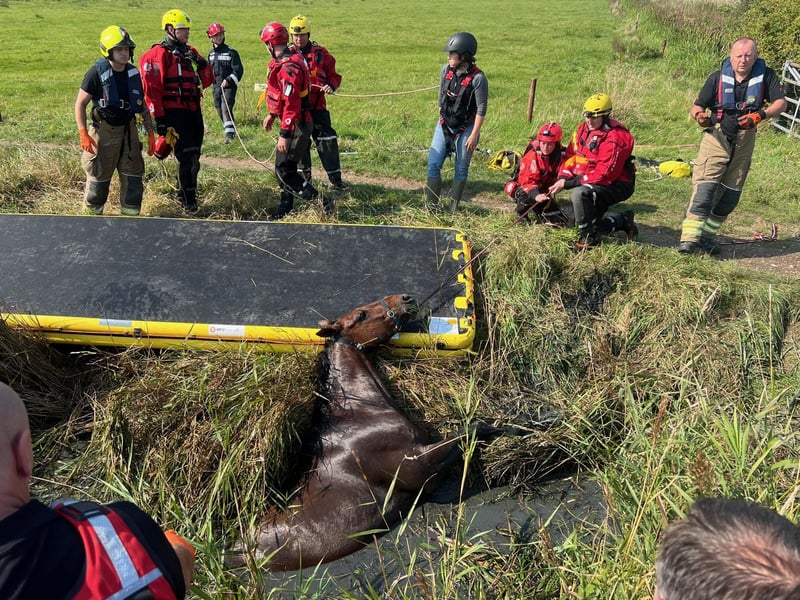 Horse who fell in ditch rescued by West Sussex and Surrey fire crews