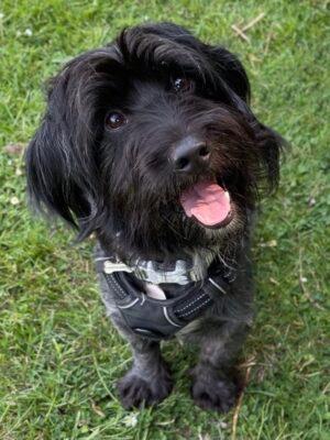 Walter arrived at the RSPCA with several dogs who had to be rehomed after their owner went into hospital. Walter is a friendly boy who likes to sit on your lap for cuddles once he knows you. He enjoys fuss and attention and walks well on the lead. Walter will need some training and help to build his confidence as he has not experienced much in his previous home. Walter is sociable with other dogs and could live with another resident dog after suitable introductions. He is looking for an adult home and will need his own garden.