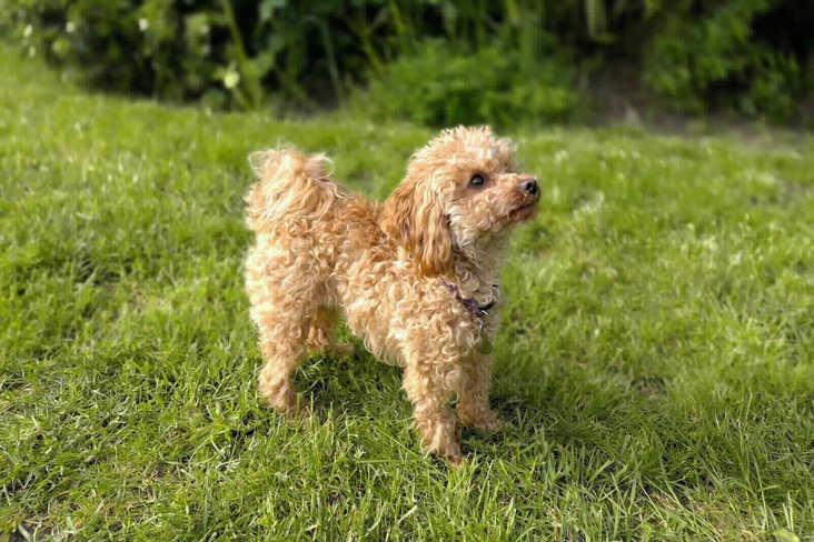 Cally was sadly kept in poor conditions before arriving at the RSPCA and has missed out on the usual experiences a young dog would encounter. As a result, she is anxious, will bark at people and other dogs when she is outside of the home and will need ongoing support using reward-based techniques to gradually and carefully introduce her to the normal aspects of the outside world. When there are no people and dogs around Cally enjoys quiet rural walks and is playful. She likes playing with toys and chews, enjoys spending time in the garden, is a good passenger in the car, and is happy to spend time resting in a crate during the day. Cally cannot live with children under 16 years old. She will benefit from living with more than one adult to help her build a friendship with more than one carer. Cally is also likely to benefit from living with another gentle friendly dog who can be a friend and role model to her.