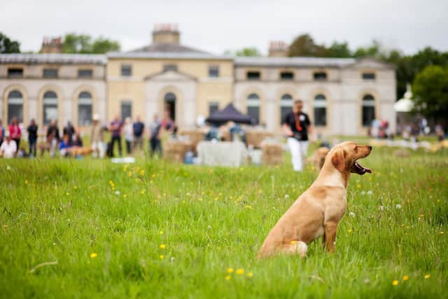 The grounds of Goodwood House will be taken over by dogs of all shapes, sizes, and breeds this weekend with the launch of Goodwoof presented by MARS Petcare (Photo by Stephanie O'Callaghan)