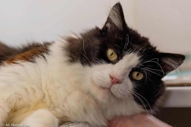 Five-year old long-haired Bobby is a former stray who needs a calm home to call his own. He is very loving once he gets to know you. Following a leg injury he isn’t very good at jumping, but it doesn’t seem to bother him. Bobby is looking for an adult-only home without other pets.