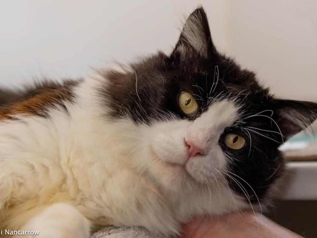 Five-year old long-haired Bobby is a former stray who needs a calm home to call his own. He is very loving once he gets to know you. Following a leg injury he isn’t very good at jumping, but it doesn’t seem to bother him. Bobby is looking for an adult-only home without other pets.