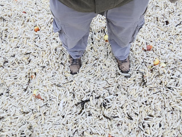 Thousands of chips on the seafront
