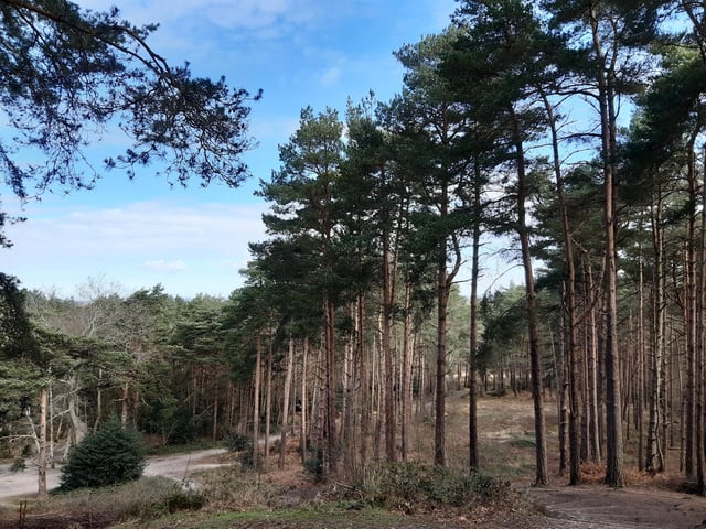 My walk to Sullington Warren is a great one to do on its own or to add on to the Sandgate Park walk. Search for West Sussex walk with photos and video: Enjoy Sullington Warren and find the 'dragon' by the River Stor