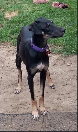 Luna is one of four dogs who were sadly dumped in a field. She had never worn a lead before arriving at the charity and was 'terrified of her own shadow'. However, with some time in foster she has gained confidence and the charity said she has 'proven to be a bit of a minx!' She is looking for a family with time and patience to train and exercise her. She cannot live with cats or small animals, but will benefit from the company of another tolerant dog as she can push boundaries. Luna also loves to play and 'adores' children. The charity said: "Please consider offering her her forever home. She still needs work and training but is loving and affectionate and will make a fabulous and energetic companion."