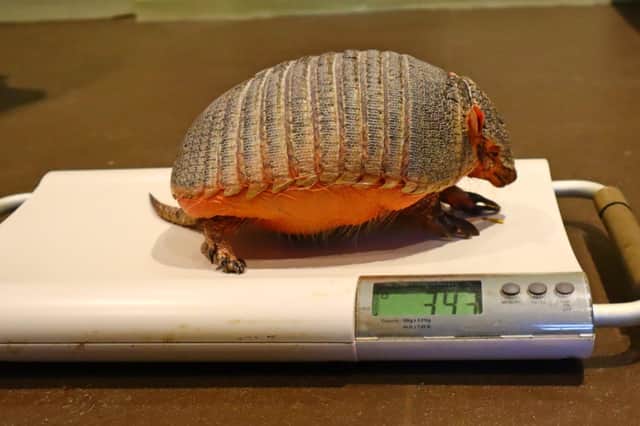 Gretal the hairy armadillo happily hops on teh scales for snacks