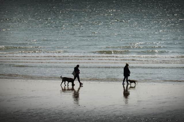 People walking their dogs on St Leonards beach.