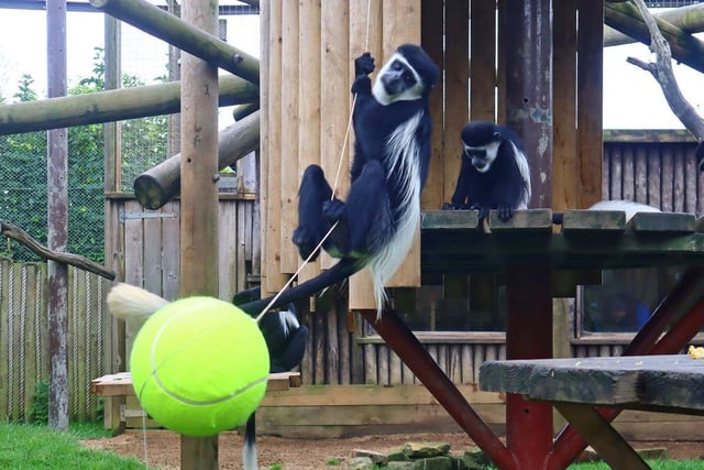 The zoo’s group of colobus monkeys were treated to a new swing in the shape of a giant tennis ball.