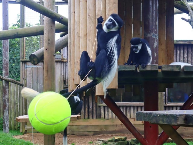 The zoo’s group of colobus monkeys were treated to a new swing in the shape of a giant tennis ball.