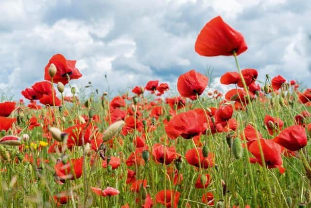 As the poet John McCrae said, 'We shall not sleep, though poppies grow in Flanders fields'.