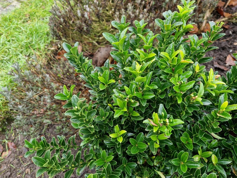 Box hedging