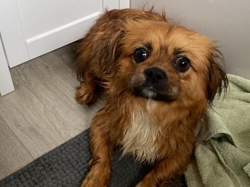 Amber is playful and energetic, and walks well on a lead. She originally comes from Bosnia but is currently living in the UK. She is friendly with children and good with both cats and dogs.