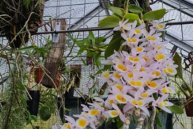 Some of the magnificent orchids in Marius's care