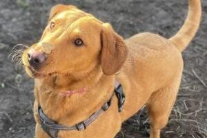 Wilma is a one/two-year-old female red fox Labrador at Brighton Animal Centre in Braypool Lane.
