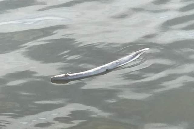 An eel in Princes Park, Eastbourne