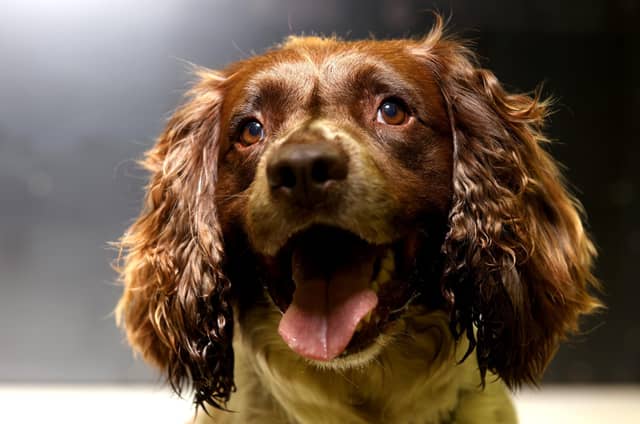 The English Springer Spaniel is a great dog for families.