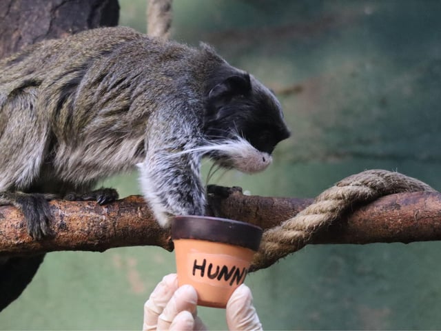 Sussex zoo tranforms into Hundred Acre Zoo for the 100th anniversary of Winnie The Pooh
