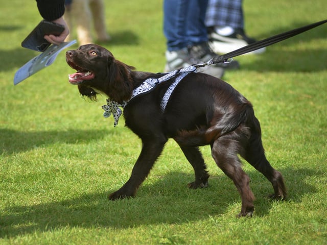 Bexhill Horse & Dog Show 2024.