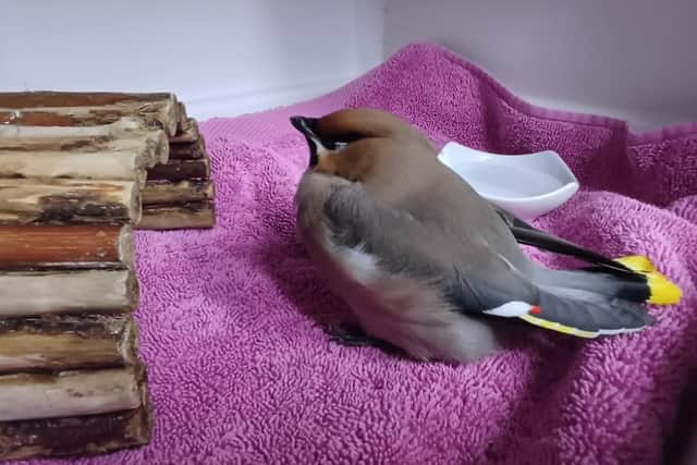 Rescued Waxwing In an Incubator at WRAS