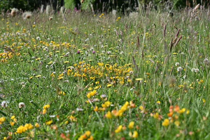 Lewes District Council said it has finished its final wildflower mow of the season