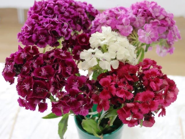 Yapton Cottage Gardeners’ Society held its first early summer flower show for three years and was pleased with the results