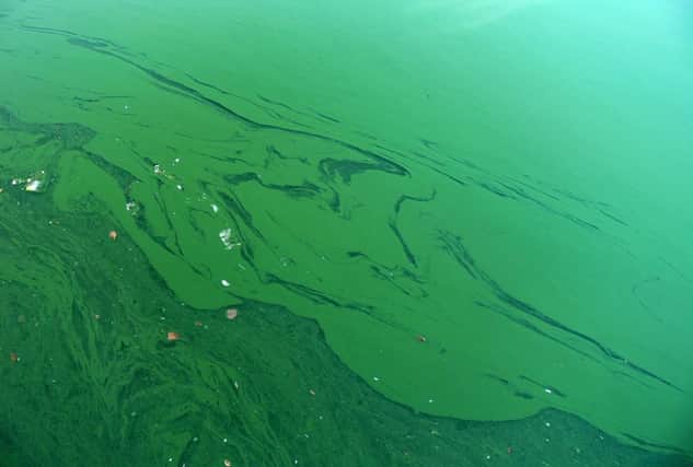Blue Green Algae on water surface