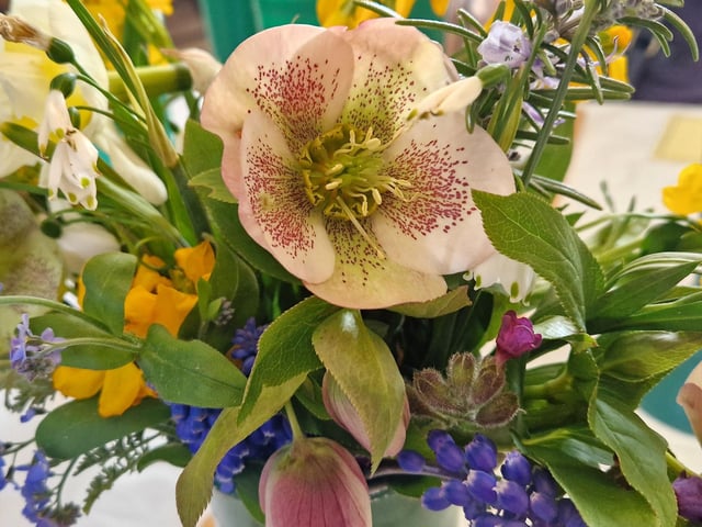 Spring flowers