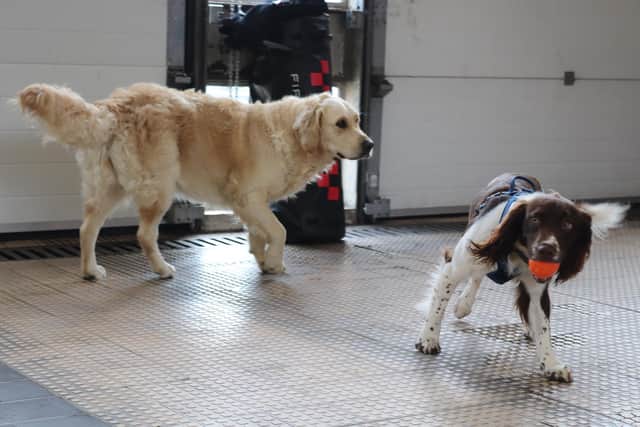 Audrey the three-year-old Golder Retriever and Jasper eight-month-old Springer Spaniel are the first wellbeing dogs to be recruited into the organisation