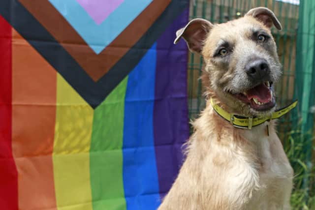 Tula, a lurcher at Dogs Trust Shoreham, is looking for a new home.