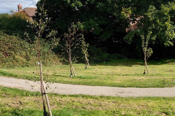 Recently planted trees at Hailsham Country Park