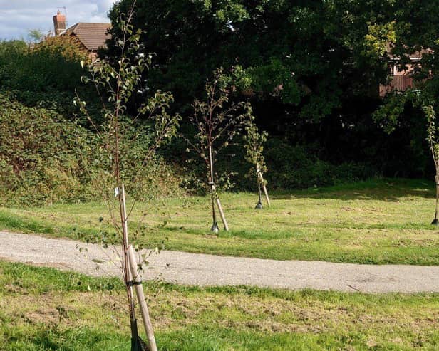 Recently planted trees at Hailsham Country Park