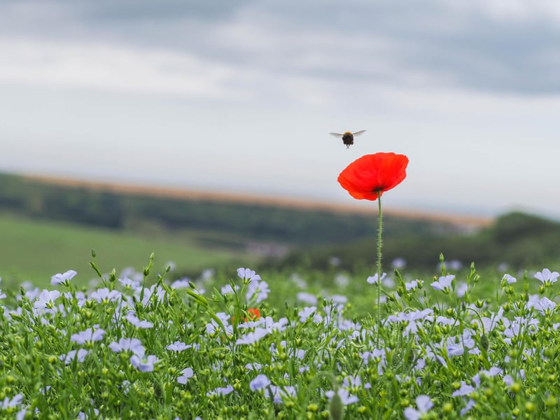 Highly commended Summer submission: Poppy and Bee by Julia Vasylevska