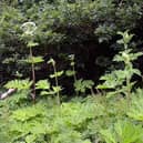 A 'bumper crop' of the poisonous plant giant hogweed is growing in and around Horsham