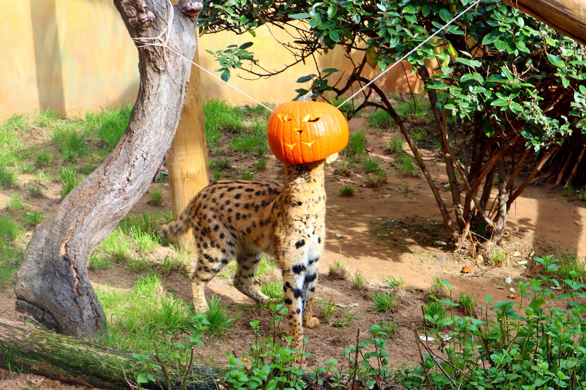 Drusillas Park's ‘pumpkin head photoshoot challenge’