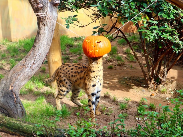 Drusillas Park's ‘pumpkin head photoshoot challenge’
