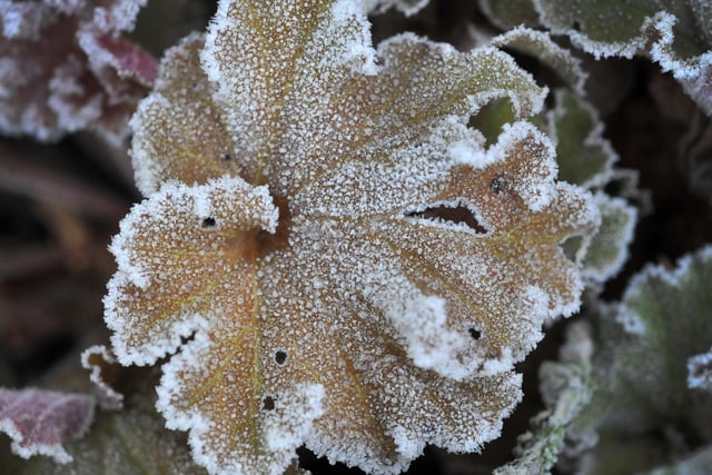 Frosty plants and trees in Sussex. Pic S Robards SR2212081