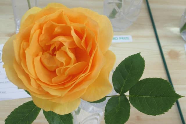 One of the first prize winning roses
