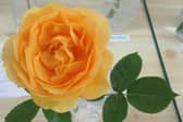 One of the first prize winning roses