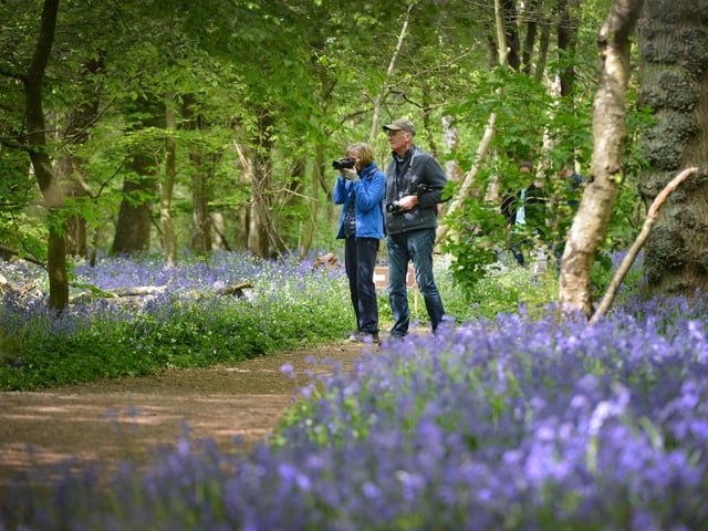 Arlington Bluebell Walk 2022 at Bates Green Farm, Tye Hill Road.