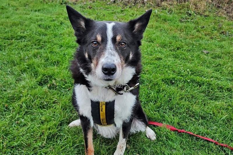 Dogs Trust Shoreham said Jake is a 'super special boy with a sensitive soul'. He can feel overwhelmed when there’s lots going on around him, so will need an adult-only home with minimal visitors. His ideal home would be somewhere relaxing, situated in a quiet location, away from any fast roads or the hustle and bustle of busy neighbourhoods. While Jake is unable to walk next to traffic, he is great at travelling in the car, which is ideal if needing to transport him to walks in quieter areas. He needs to be the only pet at home but is currently working on building his confidence around other dogs, as he came to the centre feeling very apprehensive around them. He is still unable to walk where there are lots of dogs roaming but has successfully begun to socialise with a familiar friend at the Shoreham centre, showing that he has lots of potential to continue making progress. A garden of his own is essential, so that he can enjoy his daily exercise on days where longer walks may not be an option.