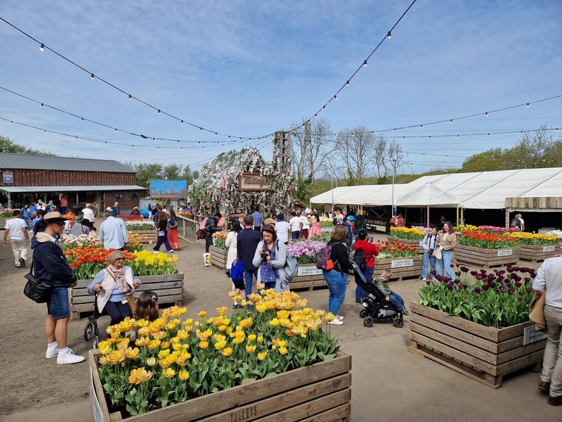 Tulleys Tulip Fest celebrates the arrival of spring with 1.5 million blooms in the fields