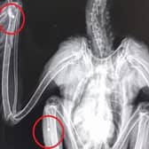 X-ray showing shot in buzzard's leg and wing