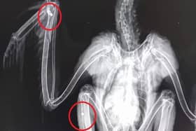 X-ray showing shot in buzzard's leg and wing
