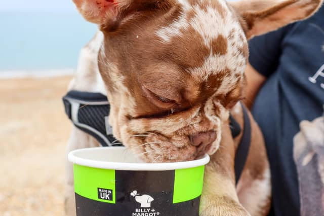 Free ice-cream for dogs at Seal Bay Holiday Park