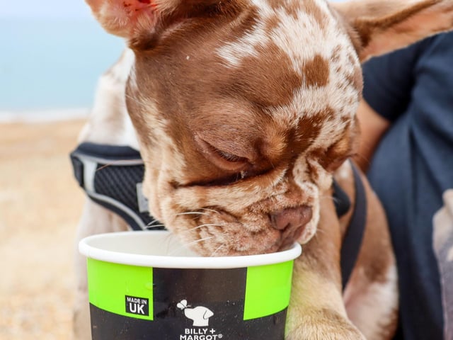 Free ice-cream for dogs at Seal Bay Holiday Park